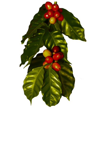 Branch